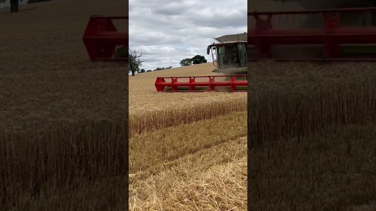 Wheat Harvest &lsquo;22 | Our Chosen Hill | Churchdown, Gloucestershire