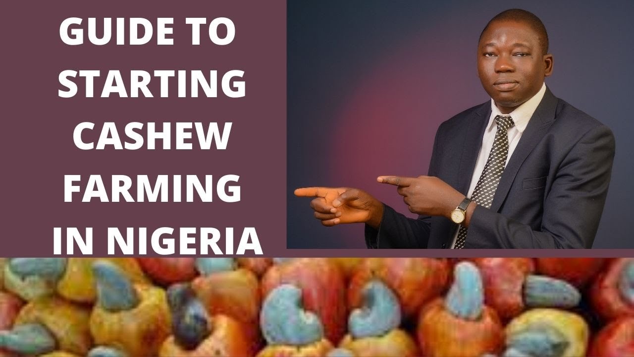 Step By Step Guide Into Cashew Farming Business In Nigeria - Cashew farming in the tropics #cashew