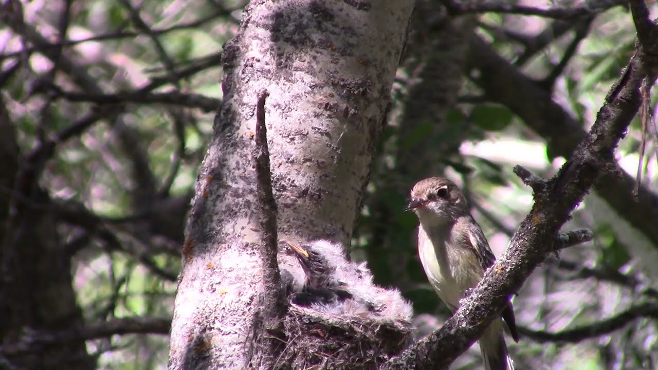 BirdBytes - Nest Searching for Bird Conservation
