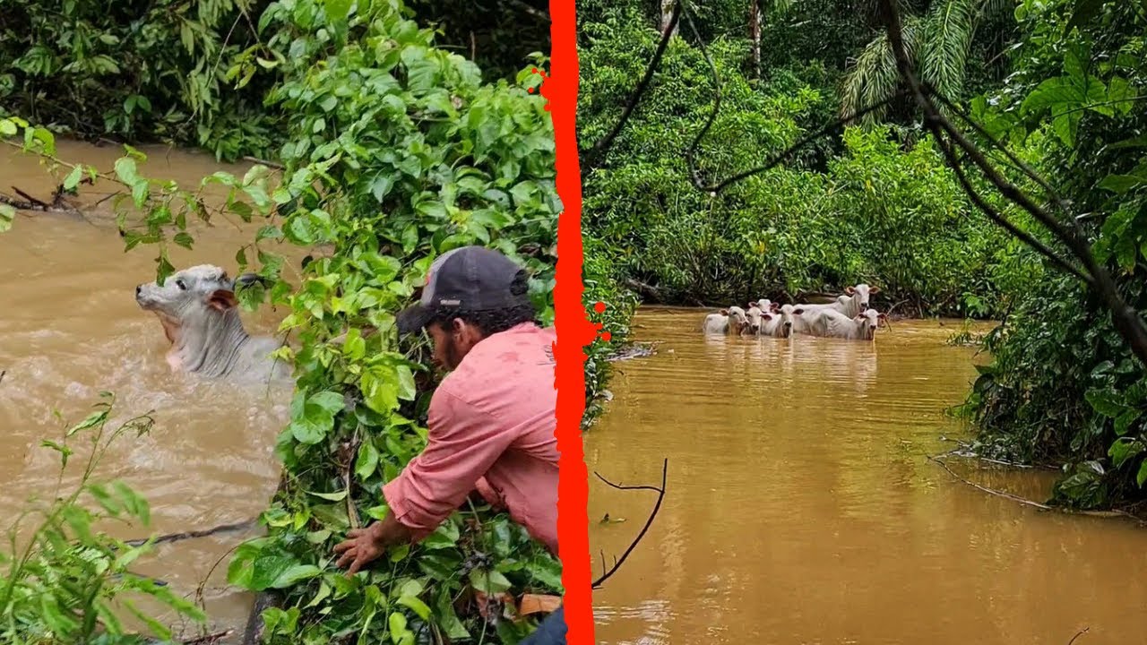SALVANDO GADO DO AFOGAMENTO NA ENCHENTE