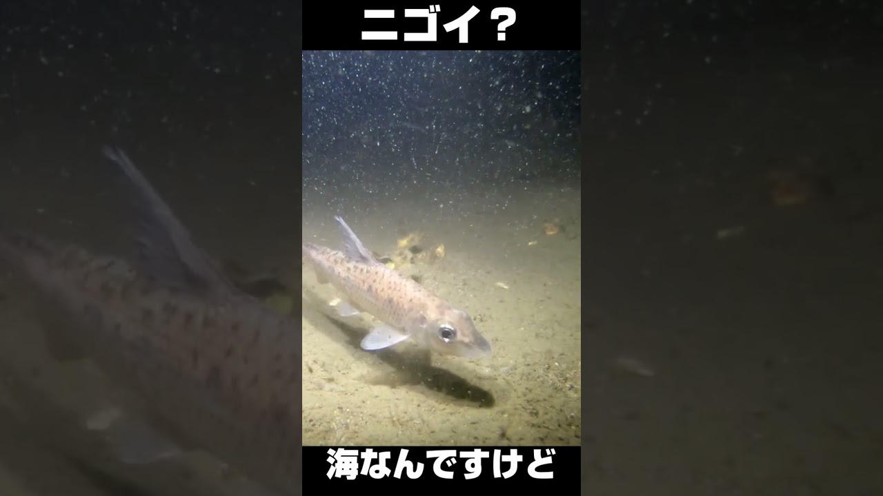 ニゴイ？カマツカ？？ ここは海ですが何か？