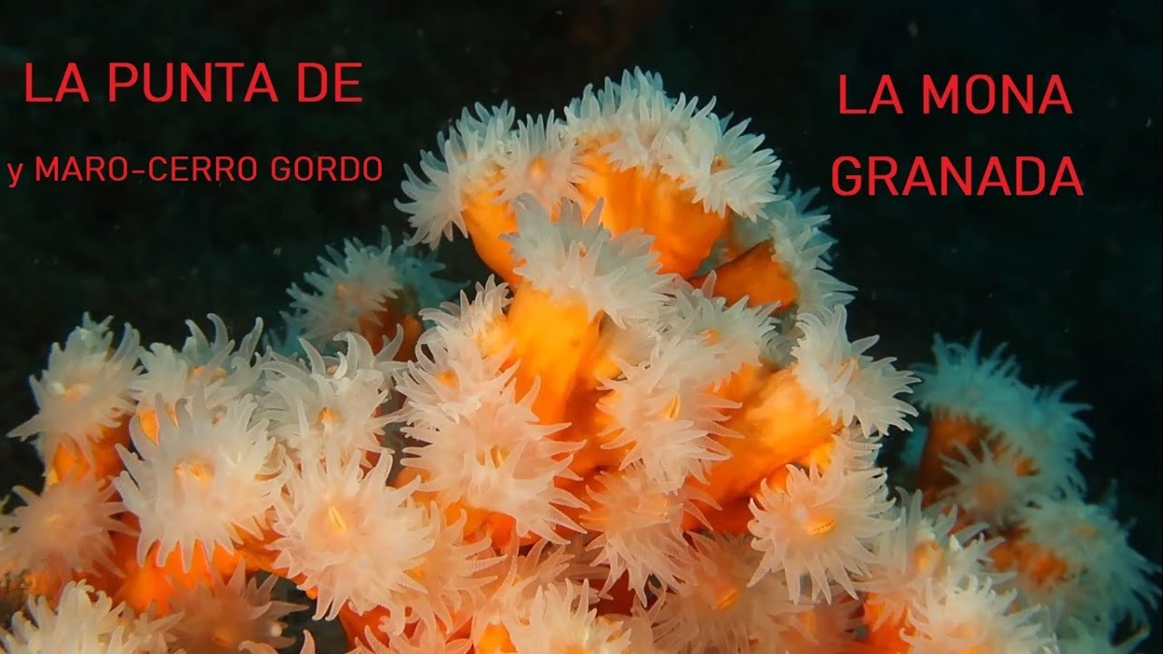 Buceo en la Punta de la Mona Granada