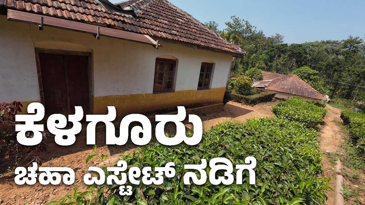Kelagur Estate Walk | ಕೆಳಗೂರು ಚಹಾ ತೋಟದಲ್ಲಿ ಸುತ್ತಾಟ | VIHARA PLUS