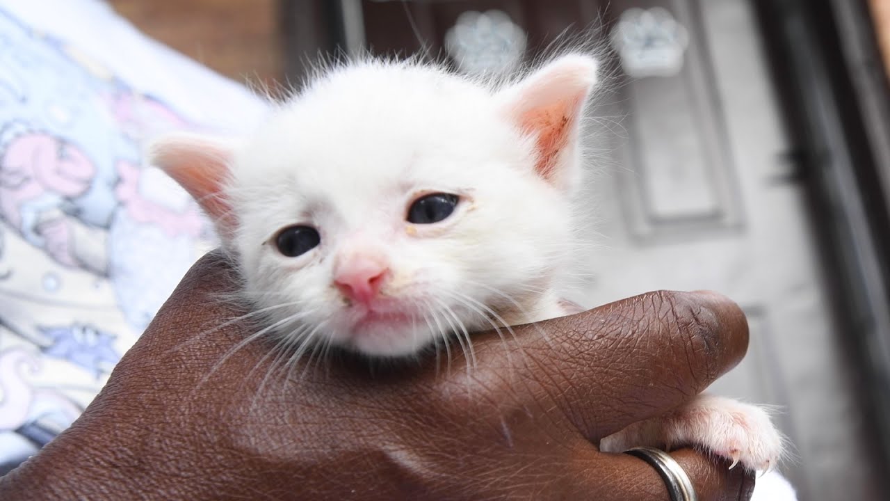 Supporting people and pets during a pandemic