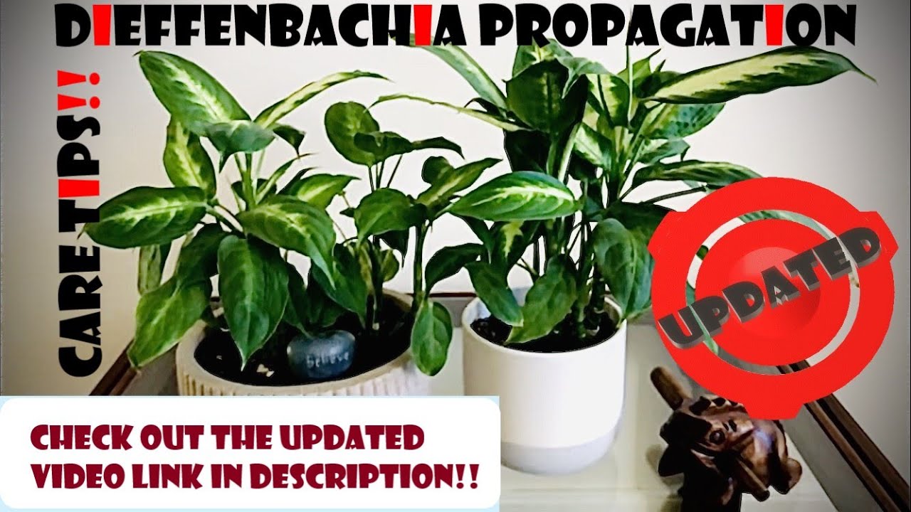 3 ways to Propagate Dieffenbachia & Care tips