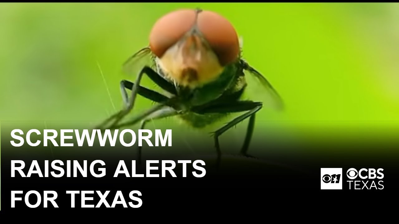 Screwworm fly returns, raising alerts for Texas animal owners
