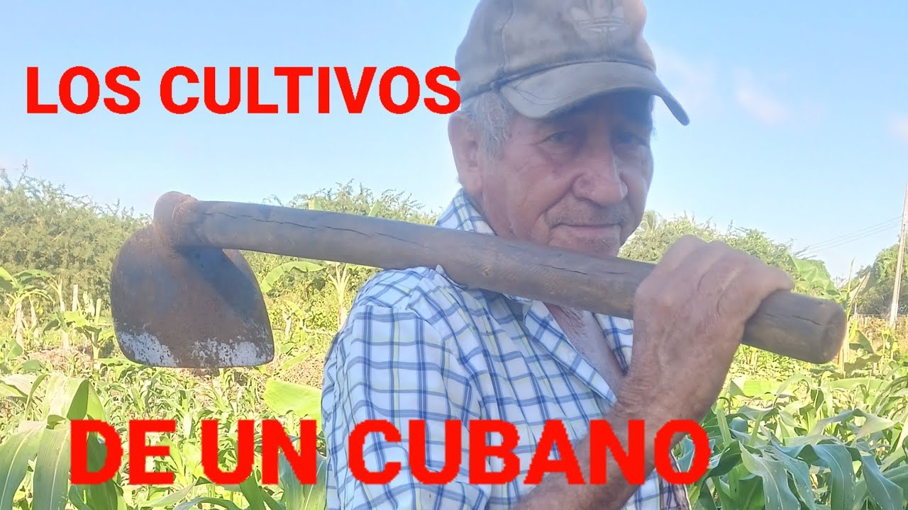 Descubre los resultados del esfuerzo de este anciano Cubano#virgo #cocina #cubanos .