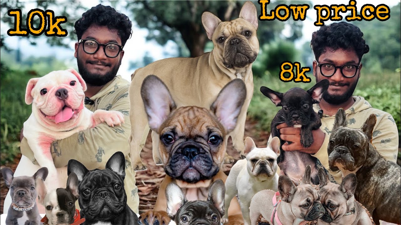 Puppies in Low Price | Offer for Our Channel | French BullDog | Exotic Colours