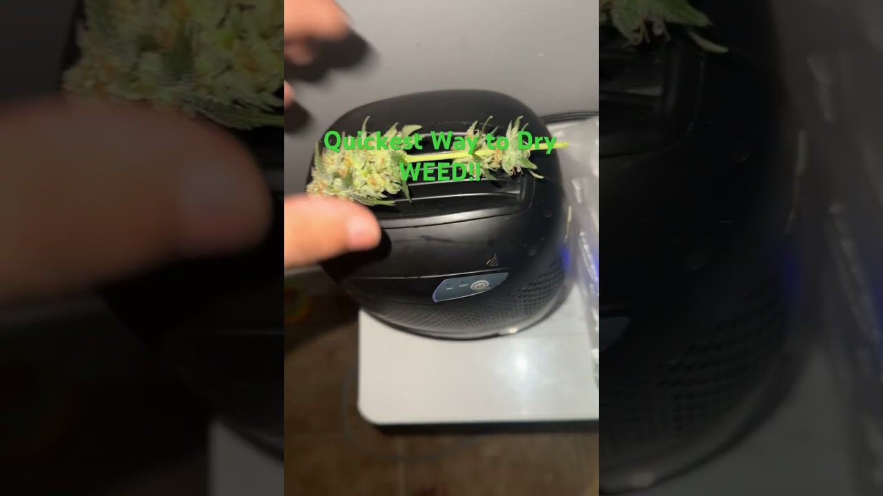 Quickest way to dry Weed without a Microwave!