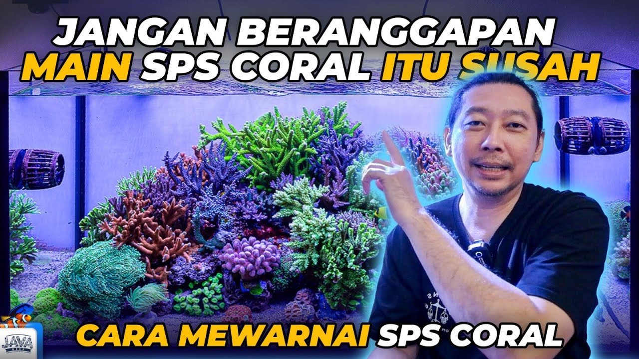 INI CARANYA WARNAIN CORAL SPS!