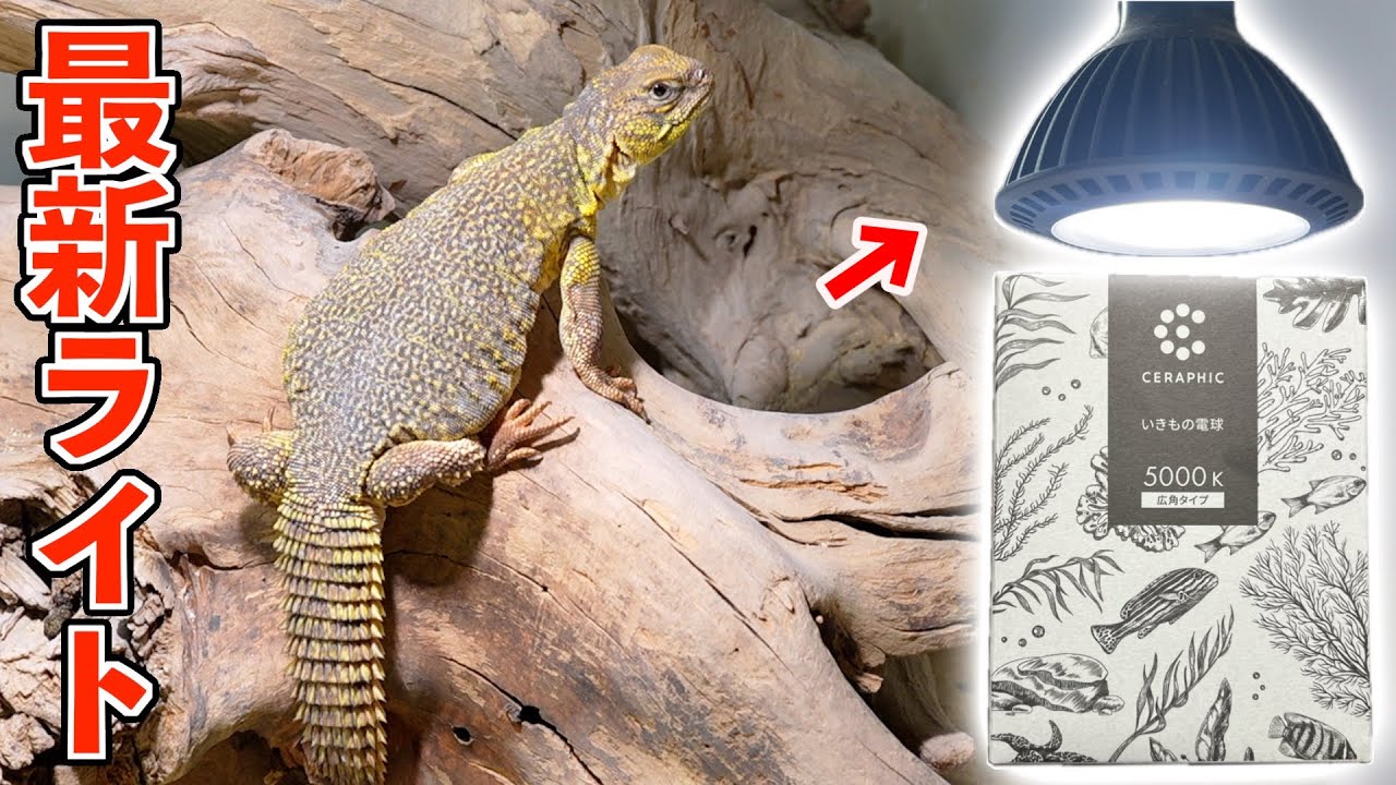 爬虫類ライトに革命か！？第三のライト！【京セラいきもの電球】