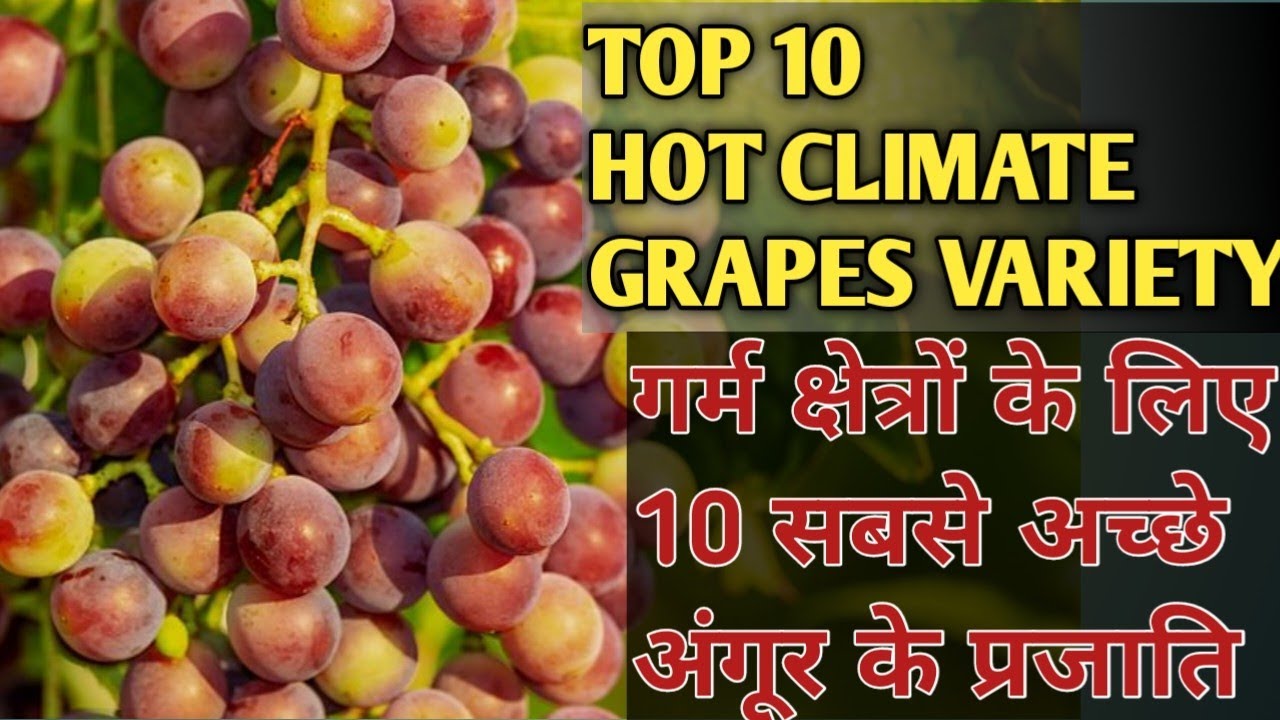 Top 10 Grapes Variety For Hot Climate ll Grapes farming in hot 🥵 Climate ll