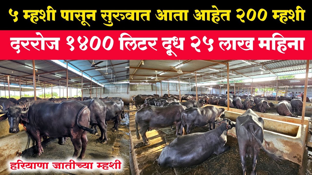 5 म्हशी पासून सुरुवात आता आहेत 200 म्हशी | दररोज 1400 लिटर दूध 25 लाख महिना | murrah buffalo farm