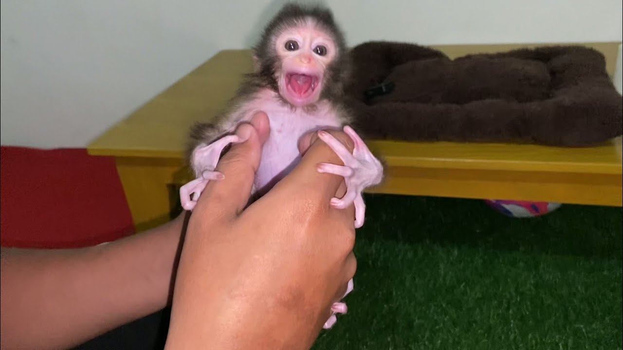 CLEANING NEWBORN BABY MONKEY A LITTLE LOUD SCREAM FROM MILIE