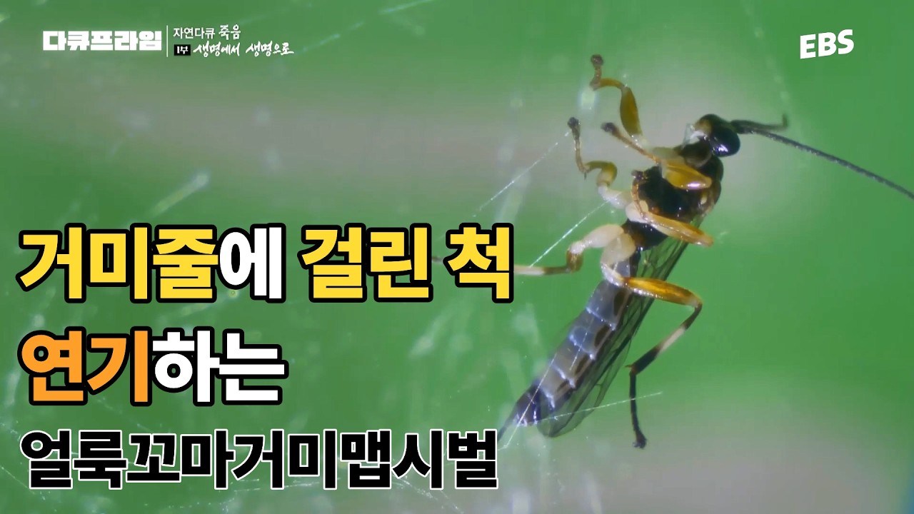 나 거미줄에 걸렸어ㅠㅠ 이정도면 연기대상감! | 거미줄 위의 연기자, 얼룩꼬마거미맵시벌 | #다큐프라임