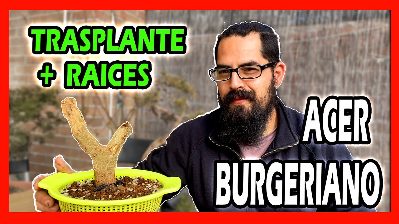 TRASPLANTE paso a paso #ARCE #BURGERIANO KAEDE #BONSAI +Primer trabajo de raices!!