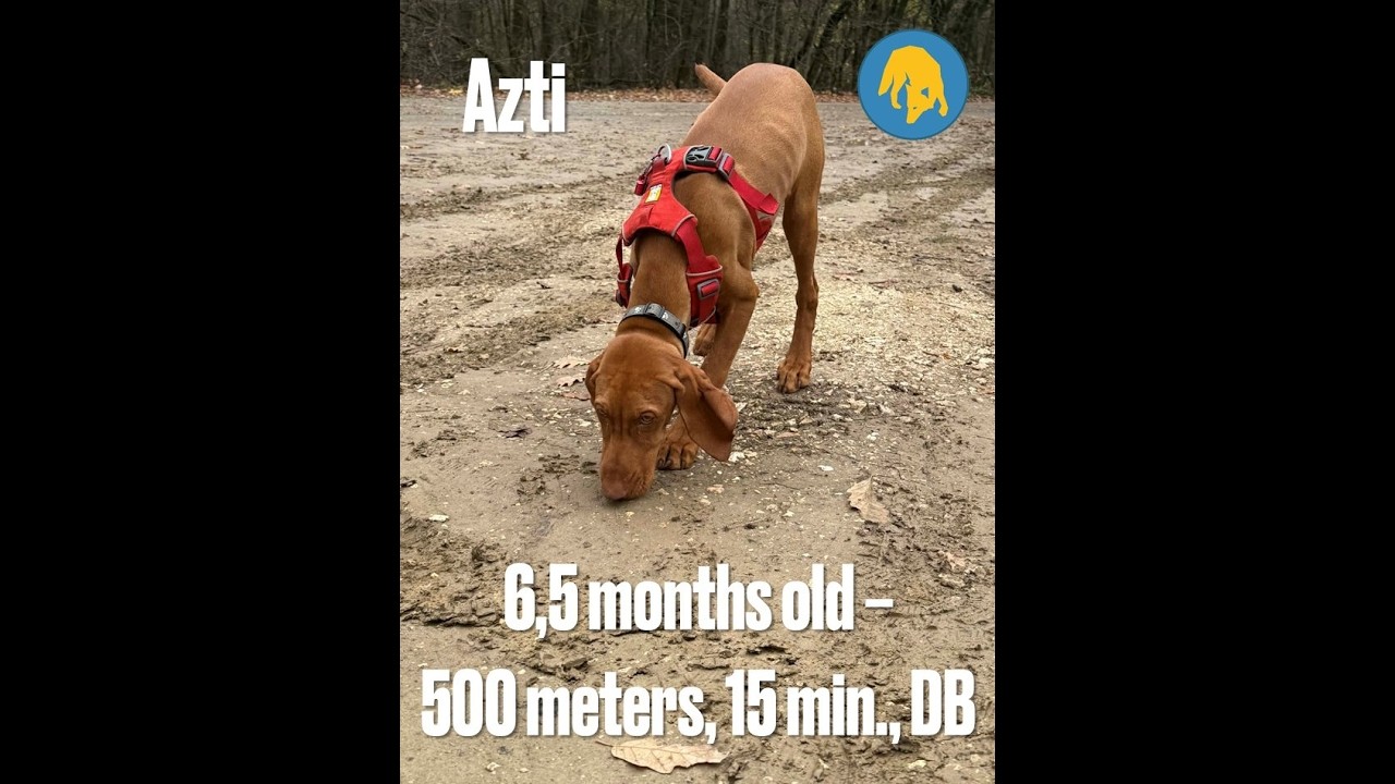 Mantrailing - Azti - 6,5 months old - 500m, 15 min, (02.2026) - KOSA-GAK9 Hungary video