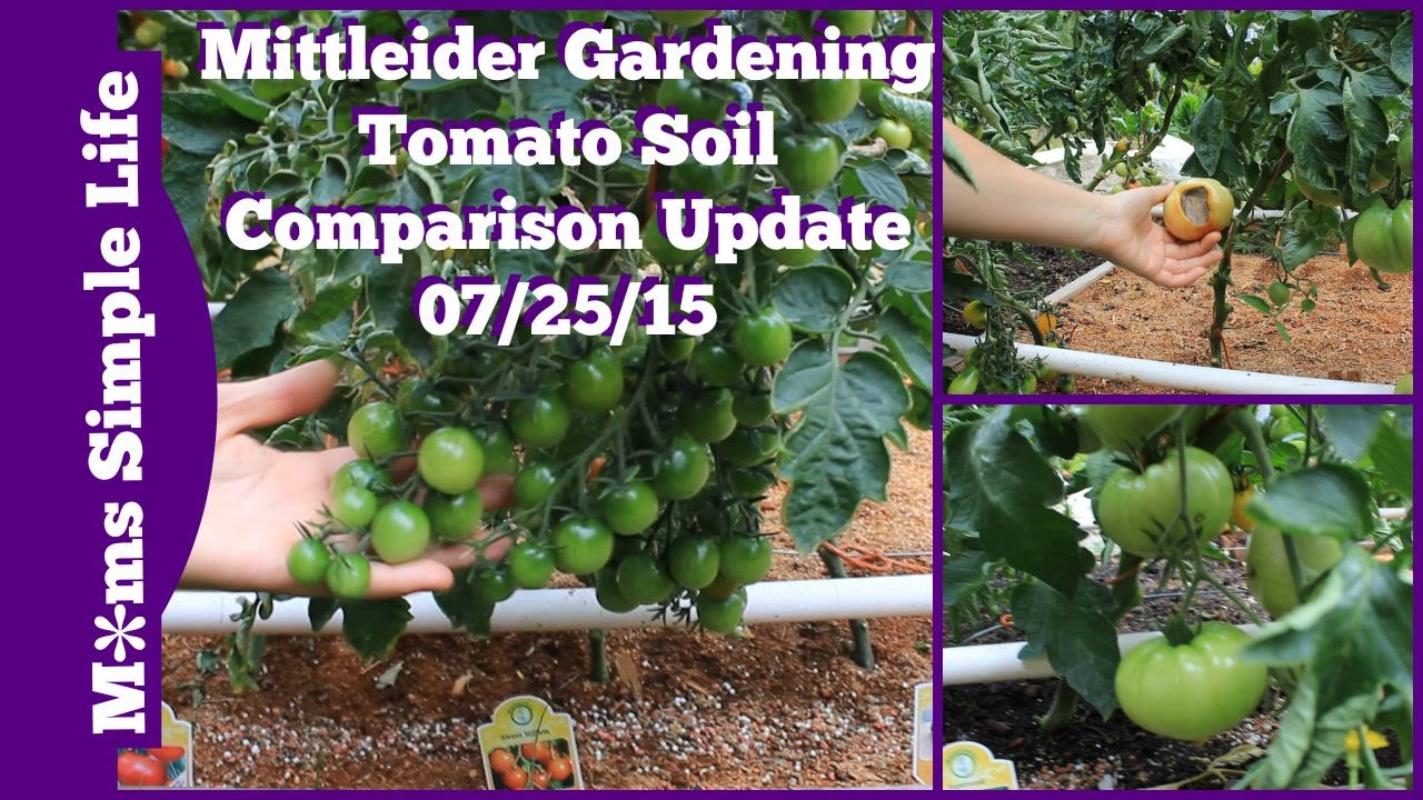 Mittleider Gardening: Tomato Soil Comparison Update 07/25/15