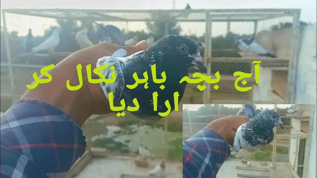 آج نیا بچہ باہر نکال کر ارا دیا فل انجوائے 😜😜