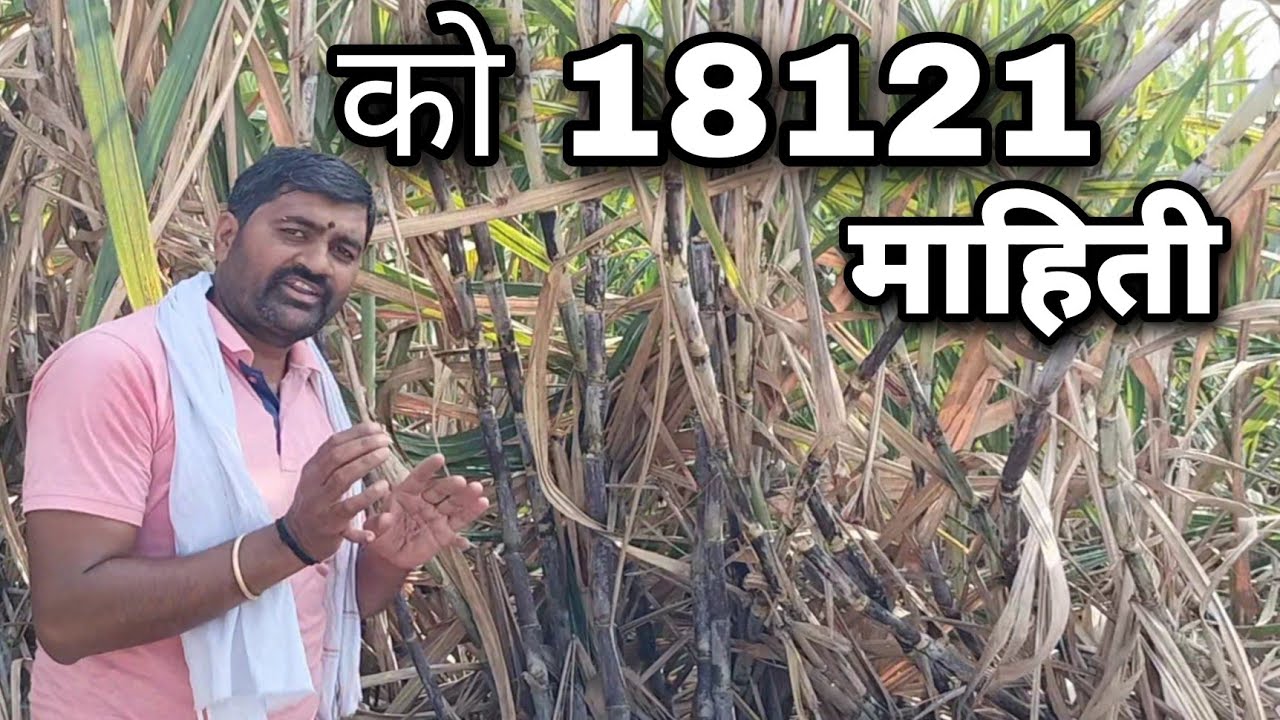 18121 ऊसाची नवीन जात | ऊसची लागवड | ऊसाचे बेणे माहिती | #गावकरी #sugercane #youtubevideo