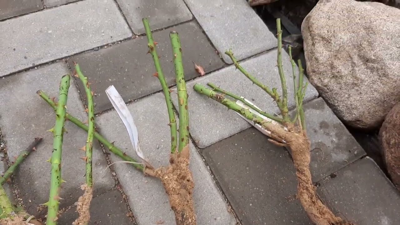 Розы из питомника Звягинцевых. Разочарование. Распаковка посылки осень 2023