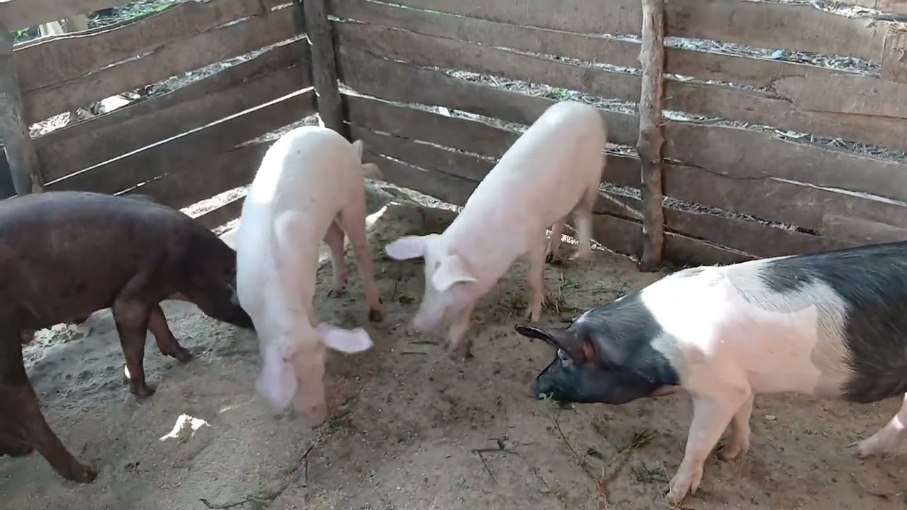 Chagua mbegu bora kuendeleza shamba lako kwenye vibwagala 