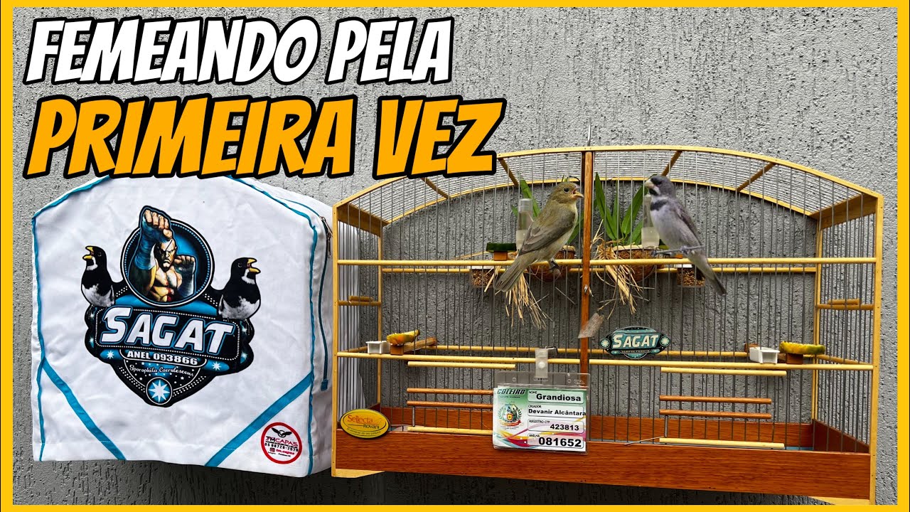 DOSANDO TEMPO DE F&Ecirc;MEA EM UM COLEIRO DE RODA TORNEIO