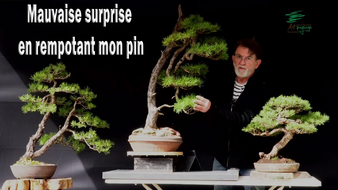 Rempotage de mon vieux pin, mauvaise surprise sur les racines.