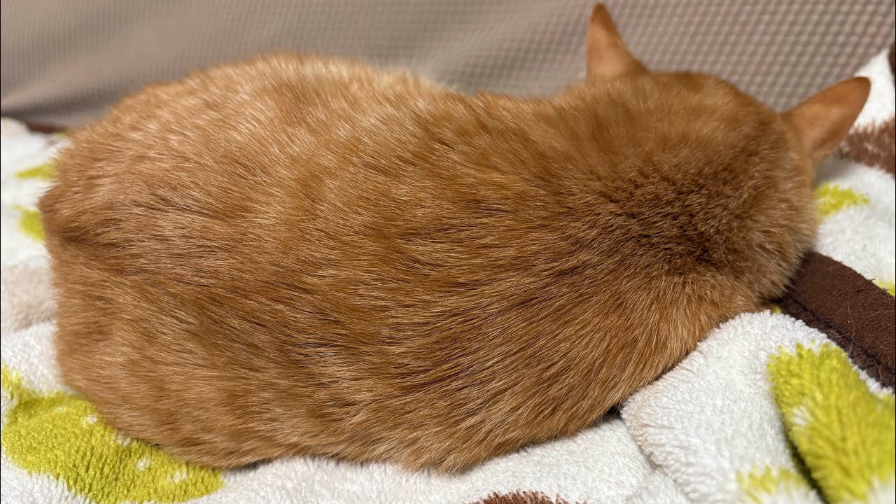 現代猫ポテト、お疲れで風呂に入らずソファでイビキをかいて寝てしまう