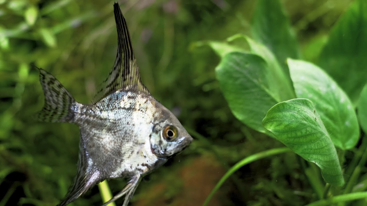 Аквариум с растениями и рыбками: Pterophyllum scalare, Nematobrycon palmeri, Hyphessobrycon gracilis
