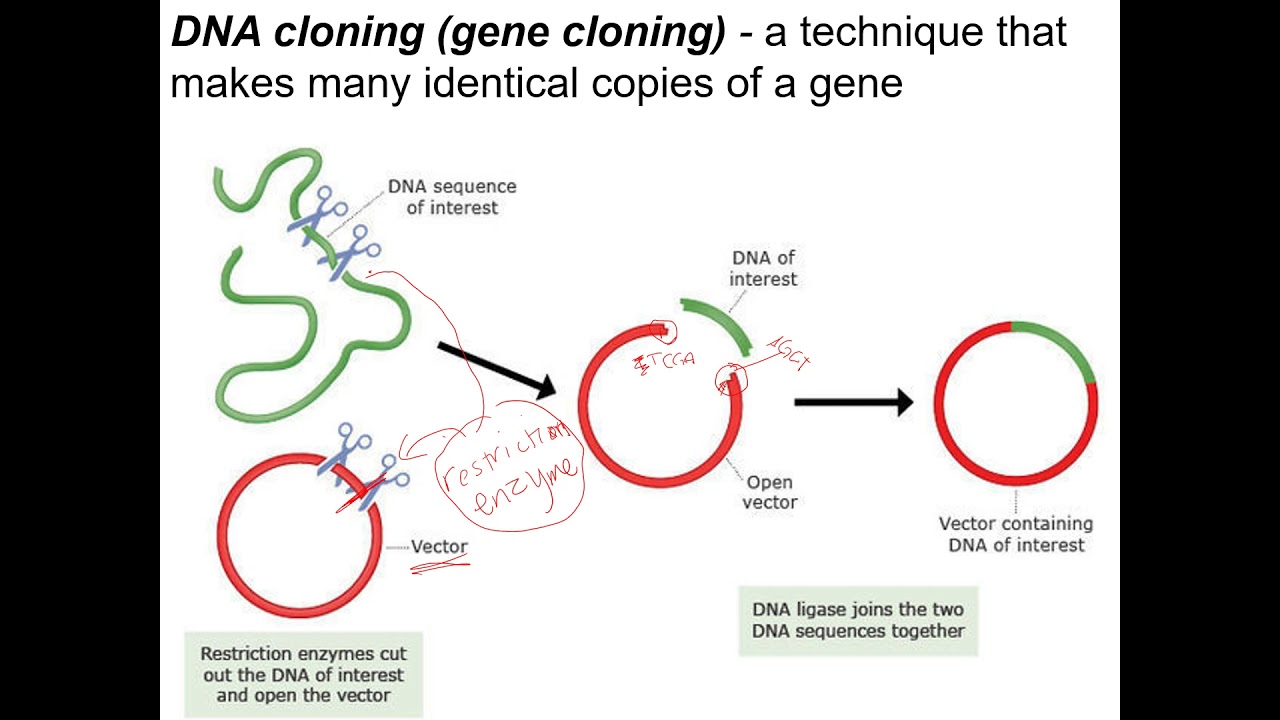 DNA cloning and cDNA libraries