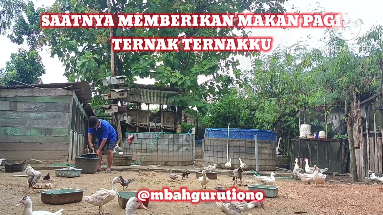 SAATNYA MEMBERIKAN MAKAN PAGI TERNAK TERNAKKU @mbahgurutiono