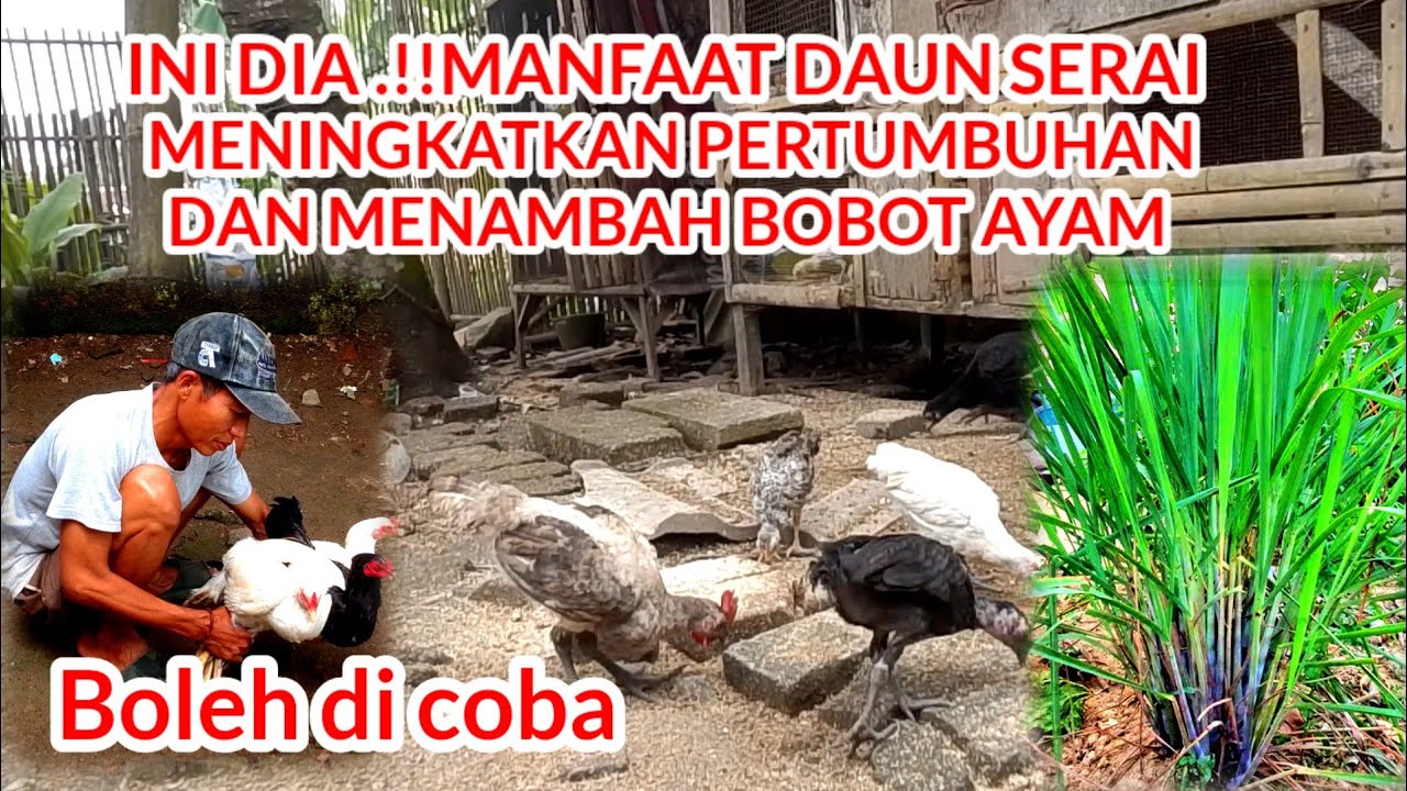INI DIA MANFAAT DAUN SERAI UNTUK PERTUMBUHAN AYAM AGAR SEHAT DAN CEPAT BESAR 