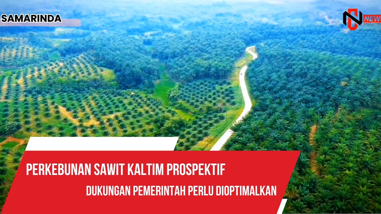 PERKEBUNAN SAWIT KALTIM PROSPEKTIF DUKUNGAN PEMERINTAH PERLU DIOPTIMALKAN