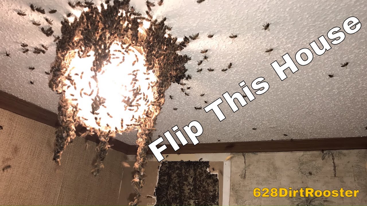 He Bought A House With Bees In It