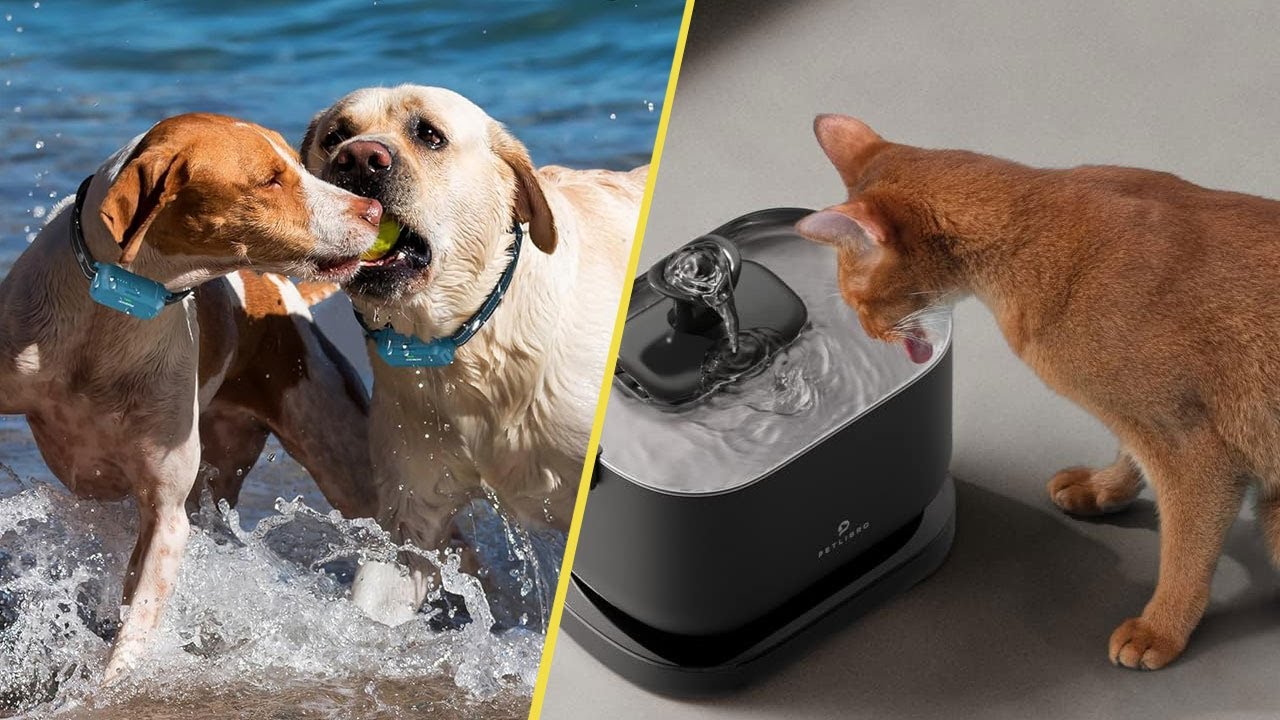 16 Pet Products You Can Buy On Amazon
