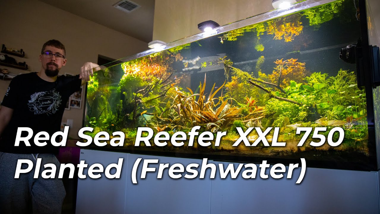 Red Sea Reefer XXL 750 Freshwater Planted Full Walkthrough