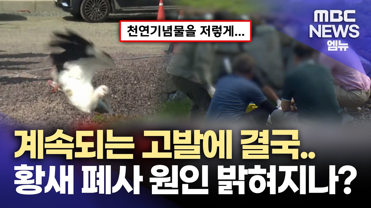 부검 통해 황새 폐사 원인 찾는다.. 진상 규명 촉구 (2025.10.22/뉴스데스크/MBC경남)