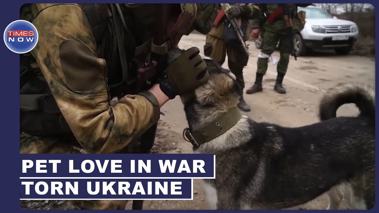 As Russia Shells, Ukraine Pet Lovers Struggle To Protect Their Companions  World News | English News