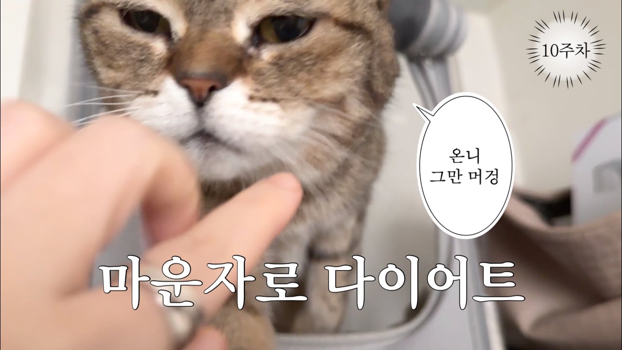 (마운자로 다이어트 기록#10) 크리스마스 주간의 먹부림 | 마운자로 10주차 | 고도비만 다이어트 브이로그