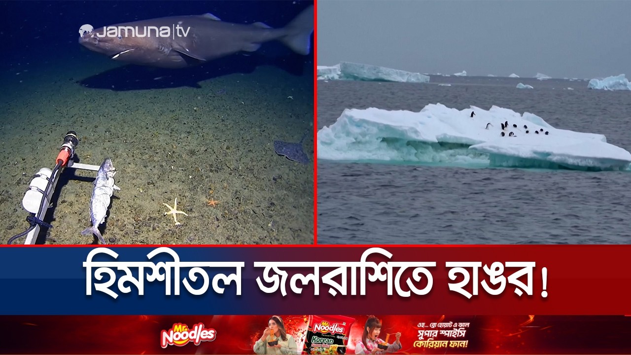 বিজ্ঞানীদের ভুল প্রমাণিত করে অ্যান্টার্টিকায় প্রথমবার মিললো হাঙর | Antarctica | Shark | Jamuna TV