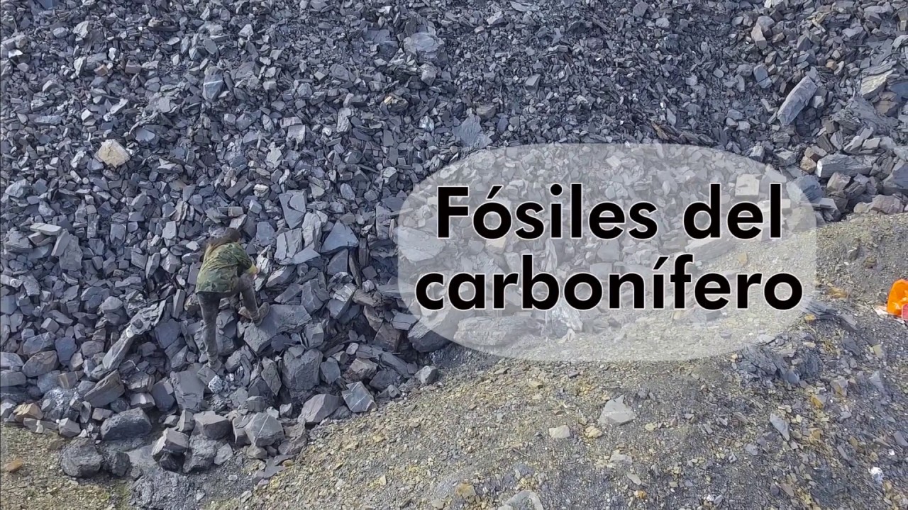 Fósiles del carbonífero. ¡¡Encuentro una joya!!