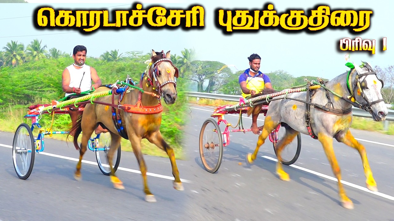 கொரடச்சேரி புதுக்குதிரை 15.02.2026