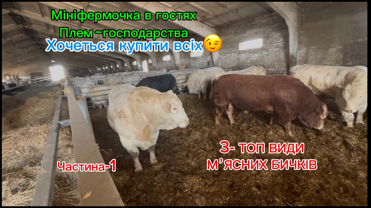 Світ чистокровних французьких порід !!! ШАРОЛЕ/ЛІМУЗИН/АБЕРДИН-АНГУС!