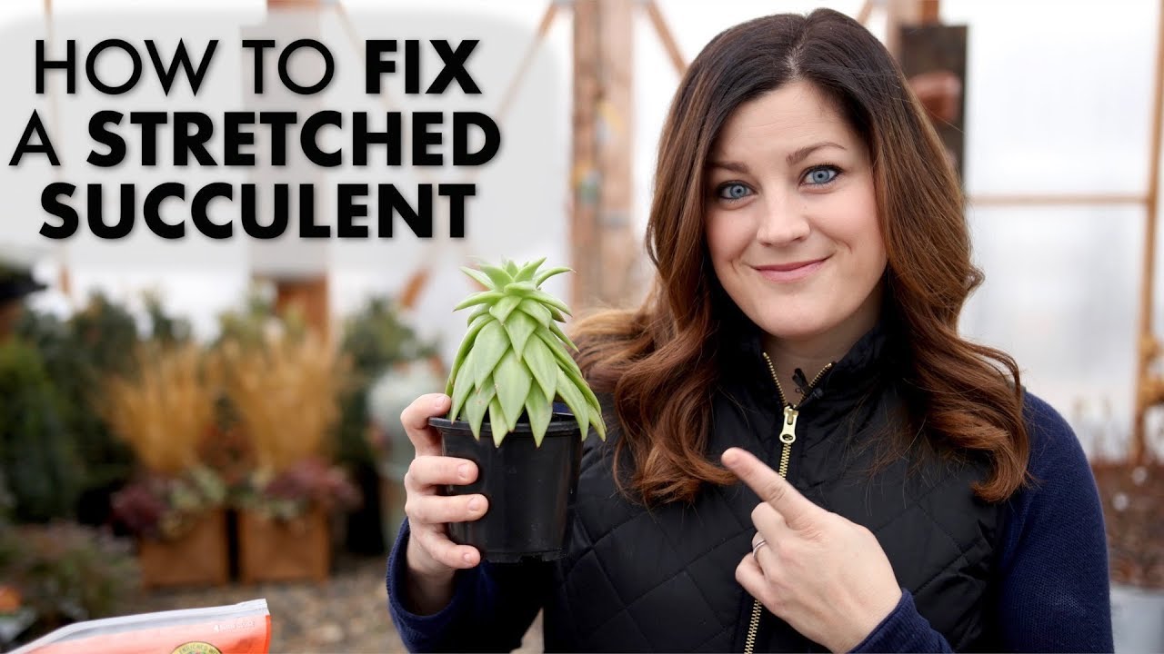 How to Fix a Leggy or Stretched Succulent! ✂️🌵// Garden Answer
