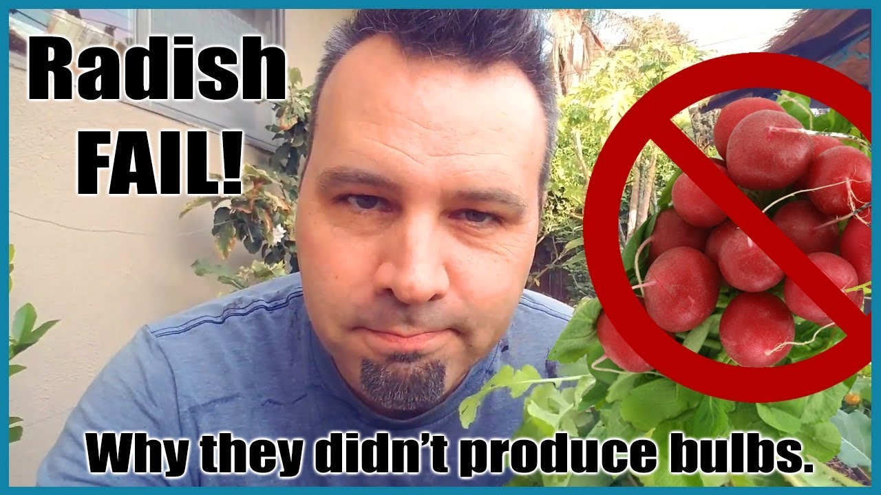 My Radishes are Not Growing