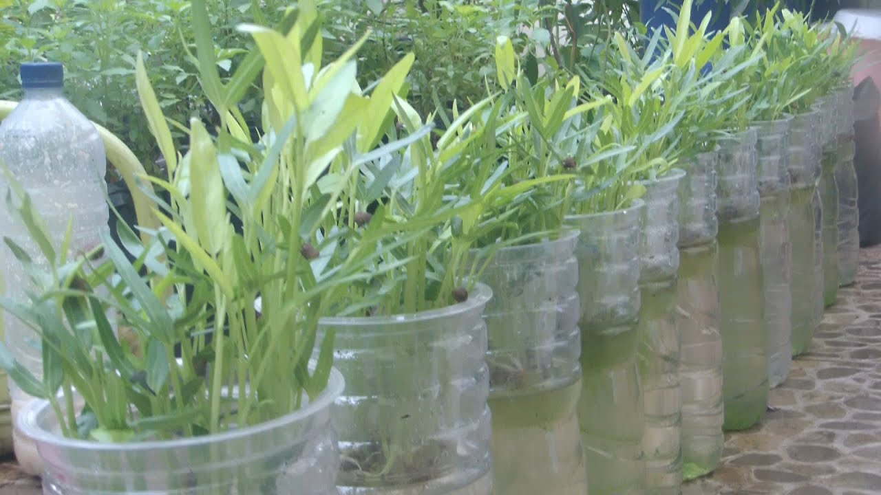 Cara menanam kangkung super mudah di botol tanpa MEDIA TANAM apapun.