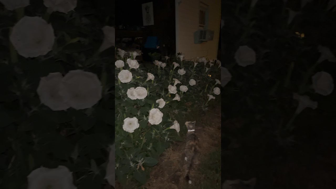 Incredible blooms on my Sacred Datura 🖤 