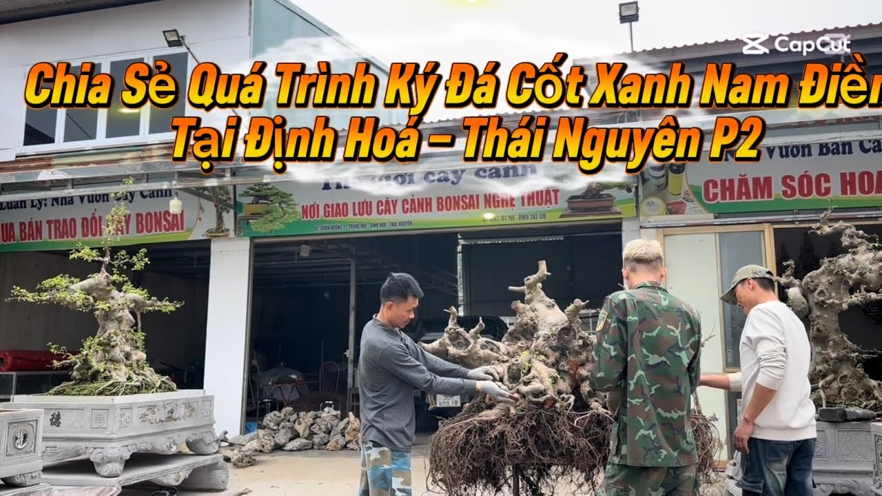 Chia Sẻ Quá Trình Ký Đá Cốt sanh Nam Điền Tại Vườn Anh Luân | Định Hoá – Thái Nguyên Phần 2#bonsai 