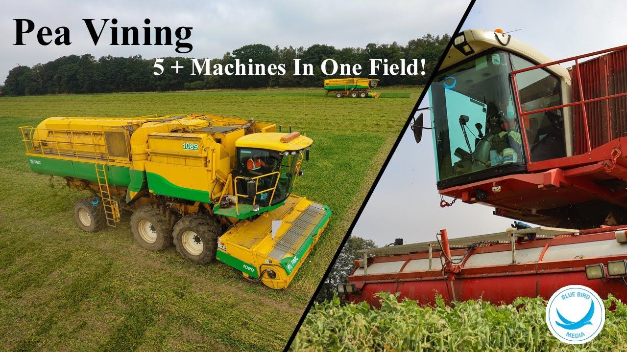 Harvest 2020 | Pea Vining | 5 + Machines In One Field